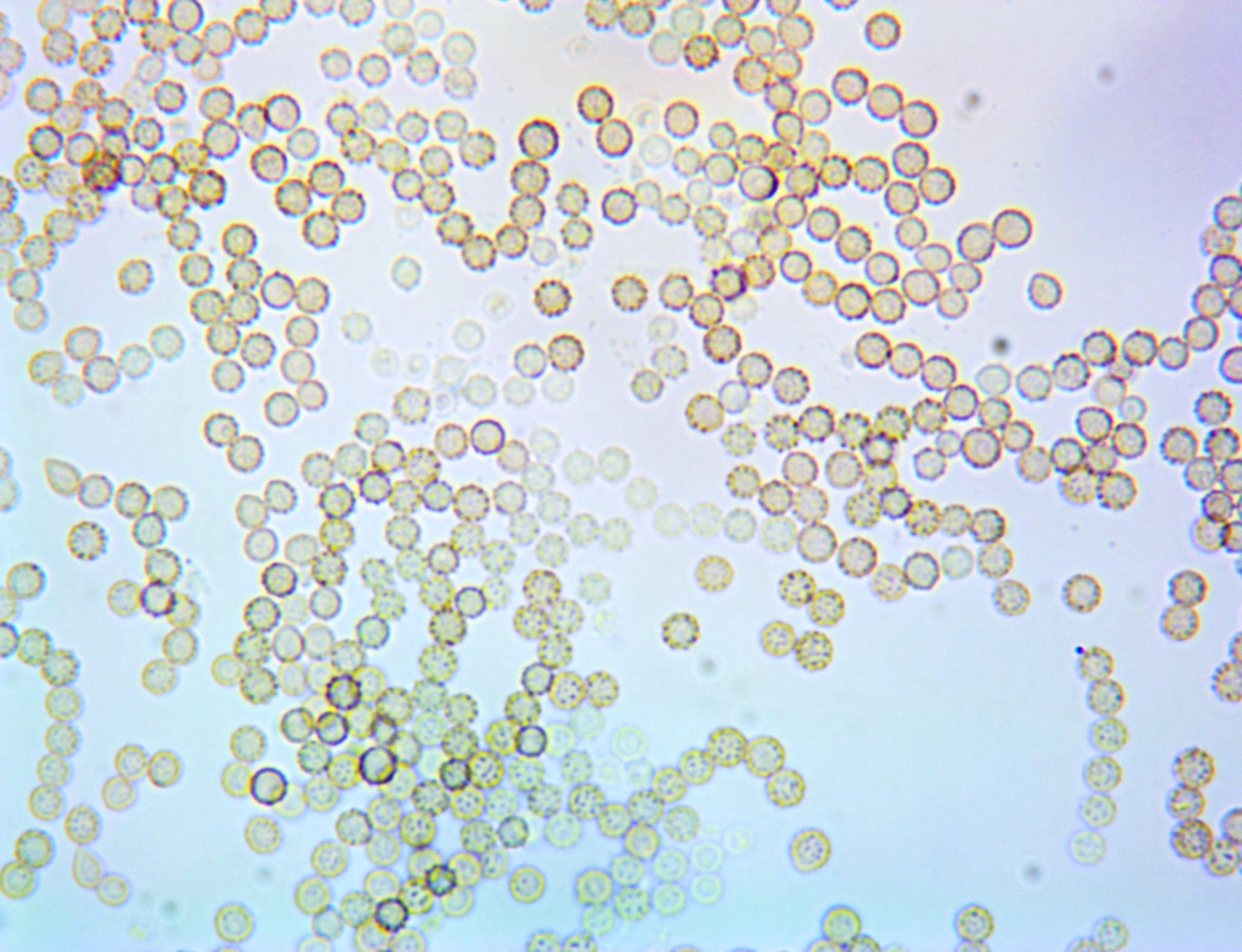 Penicillium/Aspergillus – OshTech Inc